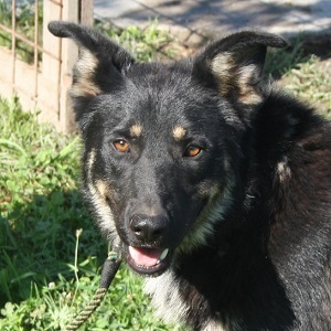 Bundas, unbekannt - Rüde