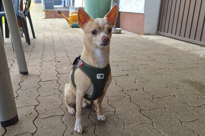 Burrito, Chihuahua - Rüde