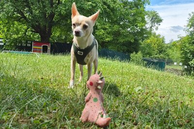Burrito, Chihuahua - Rüde