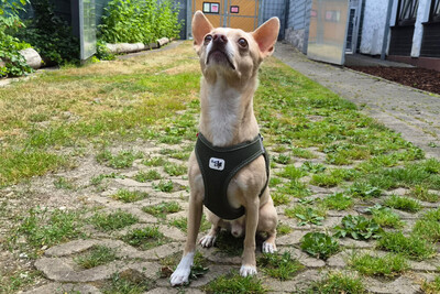 Burrito, Chihuahua - Rüde