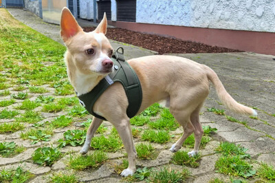 Burrito, Chihuahua - Rüde