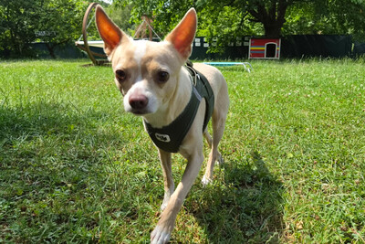 Burrito, Chihuahua - Rüde