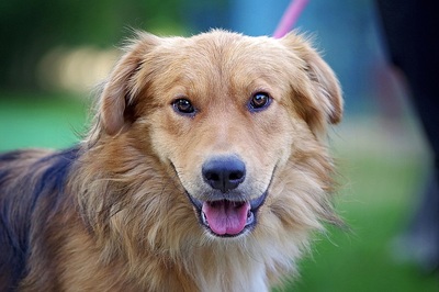 Buski, Mischling - Rüde