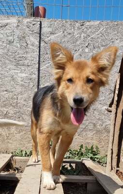 Busoceli, Mix - Hündin