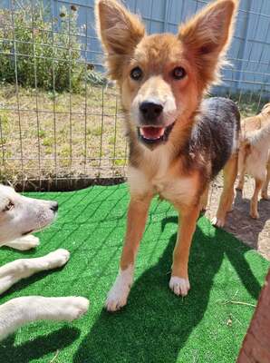 Busoceli, Mix - Hündin