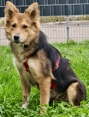 Busoceli, Mix - Hündin