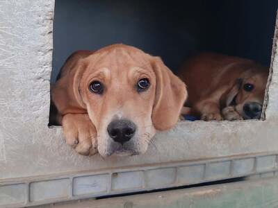 Butch - Liebenswerter Welpenmann, ca. 4 Monate, Mischling Welpen - Rüde