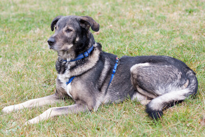 Butchi, Schäferhund- Mix - Rüde
