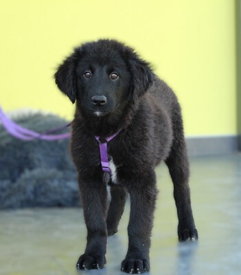 Butterfly, Mischling Welpen - Hündin