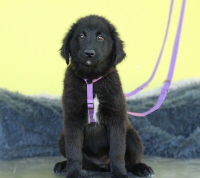 Butterfly, Mischling Welpen - Hündin