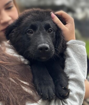 Butterfly, Mischling Welpen - Hündin