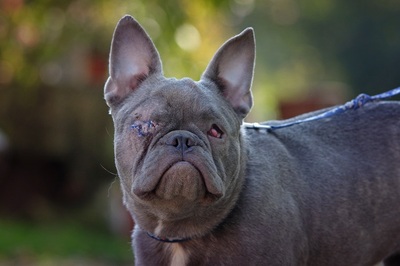 Butzi, Bulldoggen Welpen - Hündin