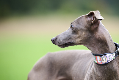 C-Wurf, Italienische Windspiel Welpen - Rüde