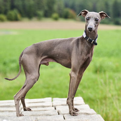 C-Wurf, Italienische Windspiel Welpen - Rüde