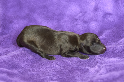 C-Wurf, Italienische Windspiel Welpen - Rüde