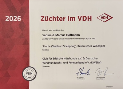 C-Wurf, Italienische Windspiel Welpen - Rüde