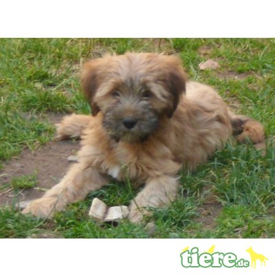 C-Wurf von Tila-La, Tibet-Terrier - Hündin 7