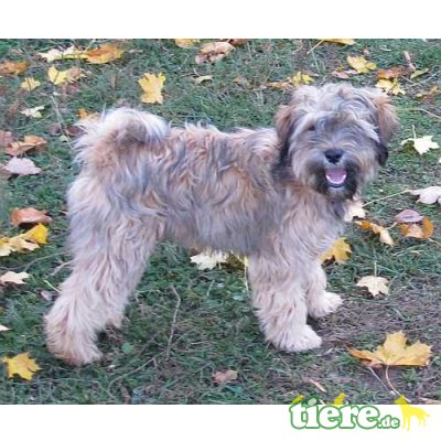 C-Wurf von Tila-La, Tibet-Terrier - Hündin