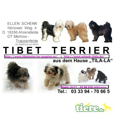 C-Wurf von Tila-La, Tibet-Terrier - Hündin