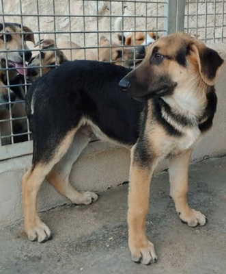 CALVIN, Schäferhund Mischling Welpen - Rüde 1