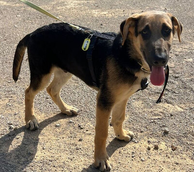 CALVIN, Schäferhund Mischling Welpen - Rüde