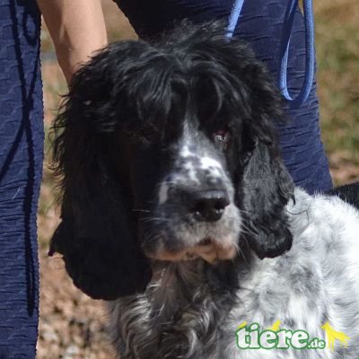 CANDELON - Linares, Cocker-Spaniel - kastriert - Rüde