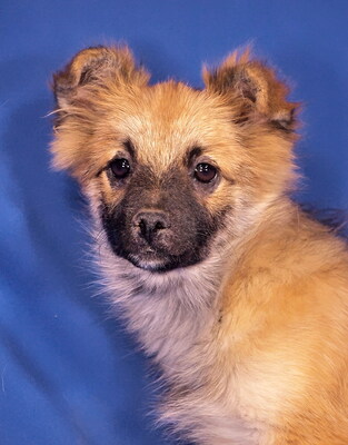 CANDY - R E S E R V I E R T !!!!! freundlich, sensibel, anhänglich, gelehrig, lebhaft, katzenverträglich, anfangs schüchtern, Mittelspitz Welpen - Hündin