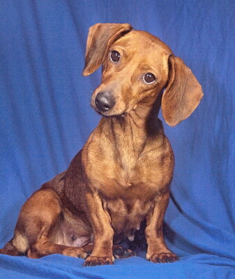 CANDY - R E S E R V I E R T !!!!! offenes, sehr freundliches Wesen, aufgeweckt, intelligent, verschmust, lebhaft, Dackel - Hündin