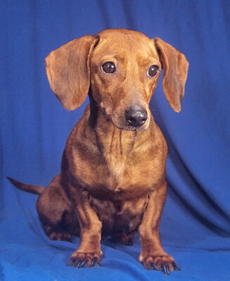 CANDY - R E S E R V I E R T !!!!! offenes, sehr freundliches Wesen, aufgeweckt, intelligent, verschmust, lebhaft, Dackel - Hündin