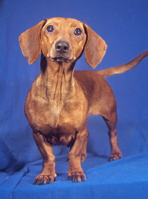 CANDY - R E S E R V I E R T !!!!! offenes, sehr freundliches Wesen, aufgeweckt, intelligent, verschmust, lebhaft, Dackel - Hündin