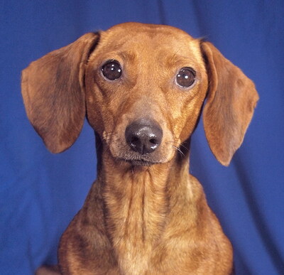 CANDY - offenes, sehr freundliches Wesen, aufgeweckt, intelligent, verschmust, lebhaft, Dackel - Hündin