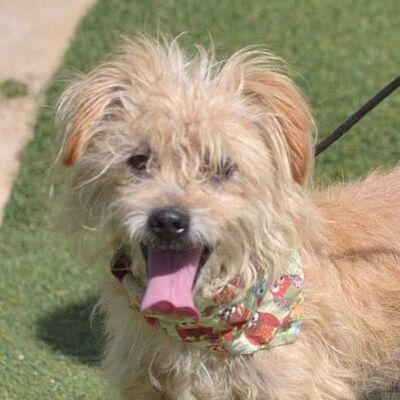 CANELITO - Linares, Yorkshire-Terrier-Mischling - kastriert - Rüde