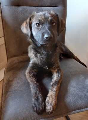 CARA Welpenmädel, Mischling - Hündin