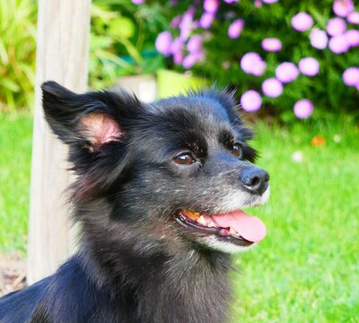 CARIA, Spitz-Chi-Mix - Hündin