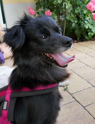 CARIA, Spitz-Chimix - Hündin