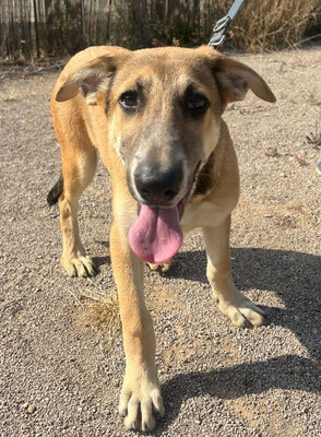 CASPER, Schäferhund Mischling Welpen - Rüde