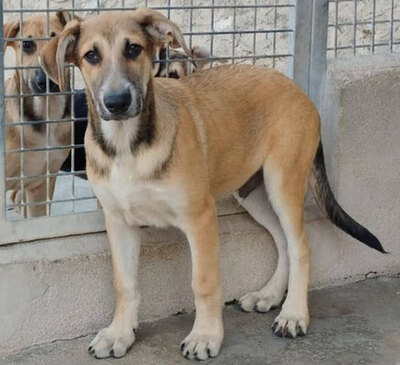 CASPER, Schäferhund Mischling Welpen - Rüde