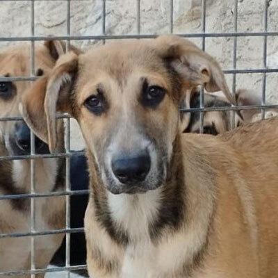 CASPER, Schäferhund Mischling Welpen - Rüde