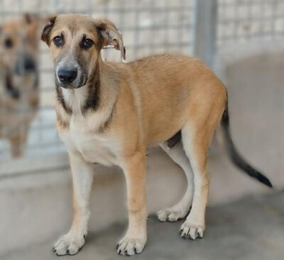 CASPER, Schäferhund Mischling Welpen - Rüde