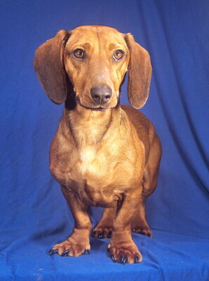 CASSIDY - menschenorientiert, fröhlich, neugierig, verschmust, lebhaft, intelligent