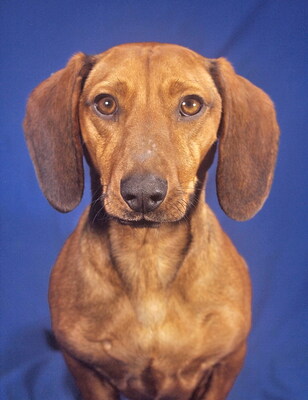 CASSIDY - menschenorientiert, fröhlich, neugierig, verschmust, lebhaft, intelligent, Dackel - Rüde