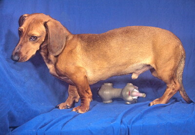 CASSIDY - menschenorientiert, fröhlich, neugierig, verschmust, lebhaft, intelligent, Dackel - Rüde