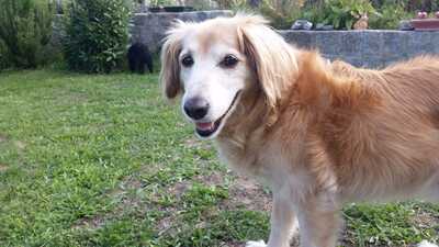 CASSIO Janosch, Spanielmix - Rüde