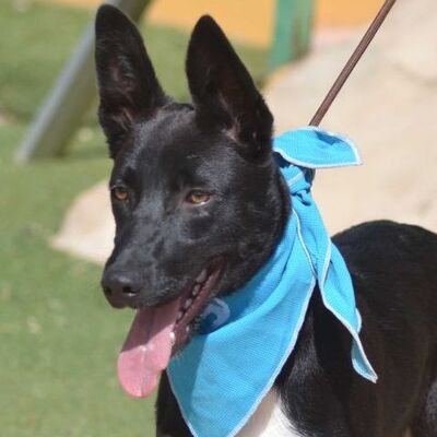 CATALINA - Linares, Podencomischling - kastriert - Hündin