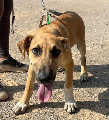 CEDRIC, Schäferhund Mischling Welpen - Rüde