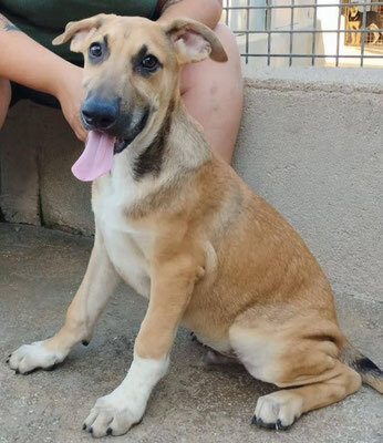 CEDRIC, Schäferhund Mischling Welpen - Rüde