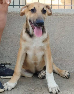 CEDRIC, Schäferhund Mischling Welpen - Rüde