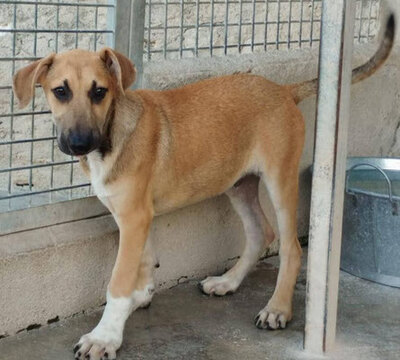 CEDRIC, Schäferhund Mischling Welpen - Rüde