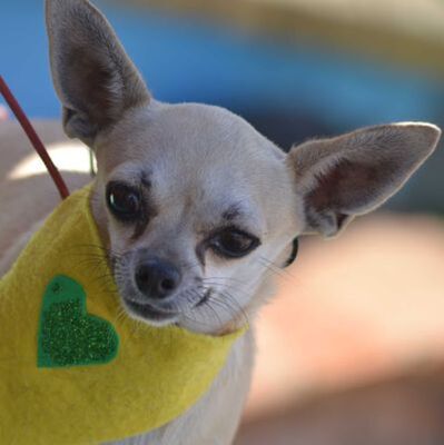 CELIA - Linares, Chihuahua - kastriert - Hündin