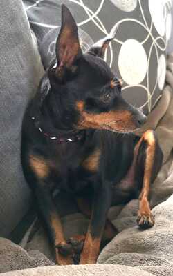 CESSY, Rattlermischling - Hündin